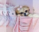 Small #9 Poodle (Toy)
