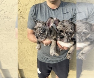 French Bulldog Puppy for sale in SAN DIEGO, CA, USA