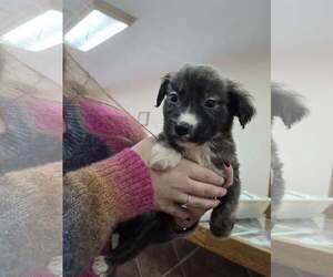 Border Collie-Unknown Mix Dogs for adoption in Martinsburg, WV, USA