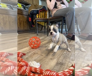 Boston Terrier Puppy for sale in FREDONIA, KS, USA