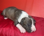 Small Photo #4 American Pit Bull Terrier Puppy For Sale in TRENTON, NJ, USA