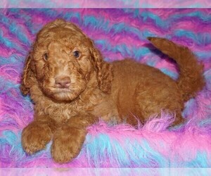 Labradoodle Puppy for sale in LA HABRA, CA, USA