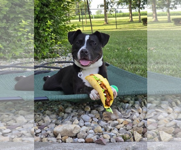 Medium Photo #3 American Pit Bull Terrier-Unknown Mix Puppy For Sale in Germantown, OH, USA