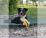Small #2 American Pit Bull Terrier Mix