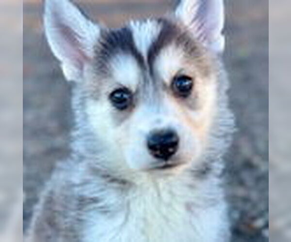 Medium Photo #2 Siberian Husky Puppy For Sale in Fremont, CA, USA