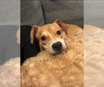 Small #1 Chihuahua Mix