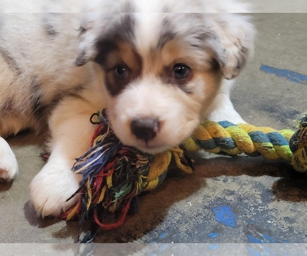 Medium Photo #3 Australian Shepherd Puppy For Sale in SALEM, OR, USA