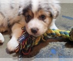 Small #2 Australian Shepherd