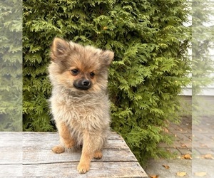 Pomeranian Puppy for sale in MIDDLEBURY, IN, USA