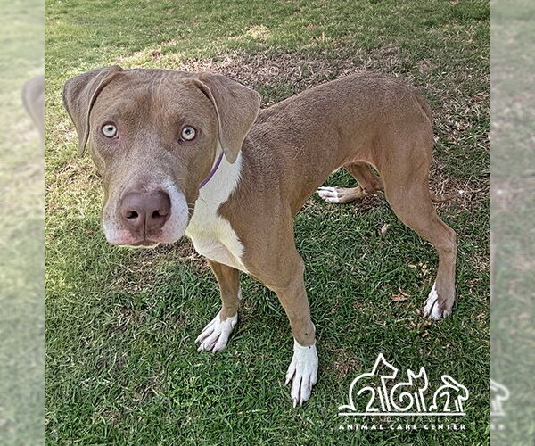 Medium Photo #2 Mutt Puppy For Sale in Irvine, CA, USA