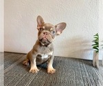 Small #1 French Bulldog