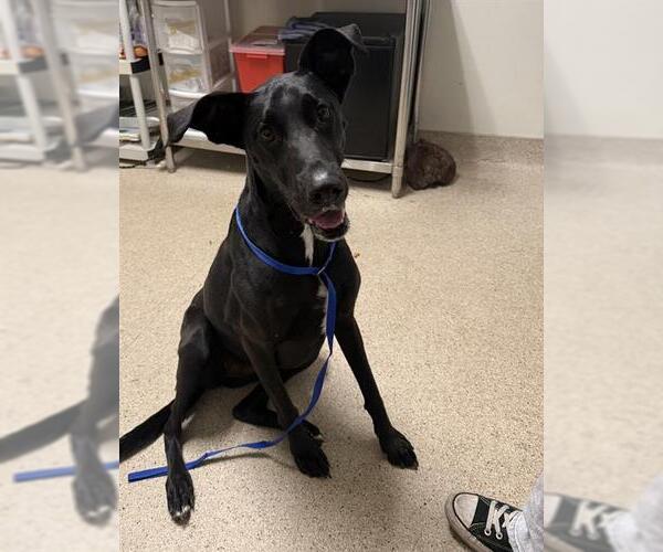 Medium Photo #1 Great Dane-Unknown Mix Puppy For Sale in Bakersfield, CA, USA