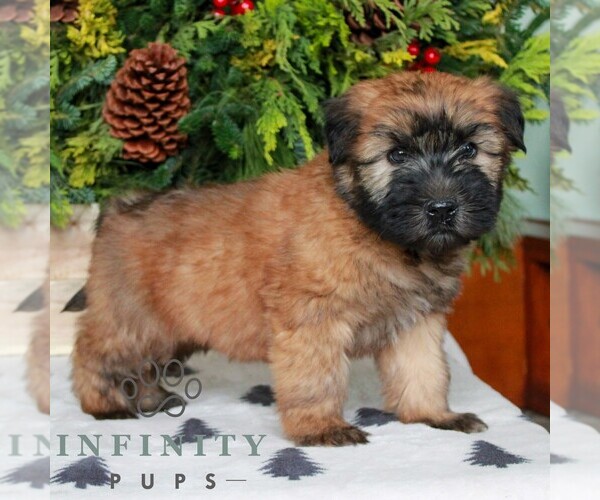 Medium Photo #3 Soft Coated Wheaten Terrier Puppy For Sale in LITITZ, PA, USA