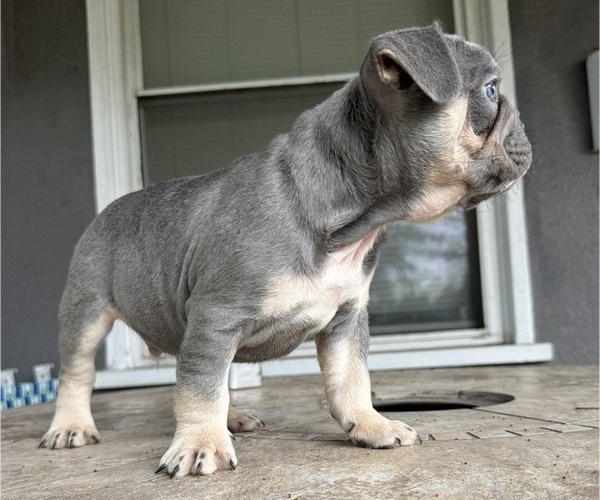 Medium Photo #2 French Bulldog Puppy For Sale in COLUMBUS, OH, USA
