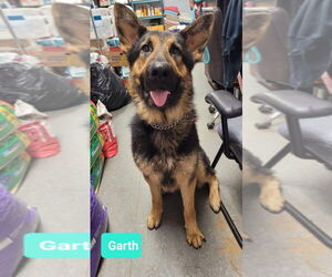 Garth-Sponsored - Male German Shepherd Dog Dog for Adoption - Photo #7