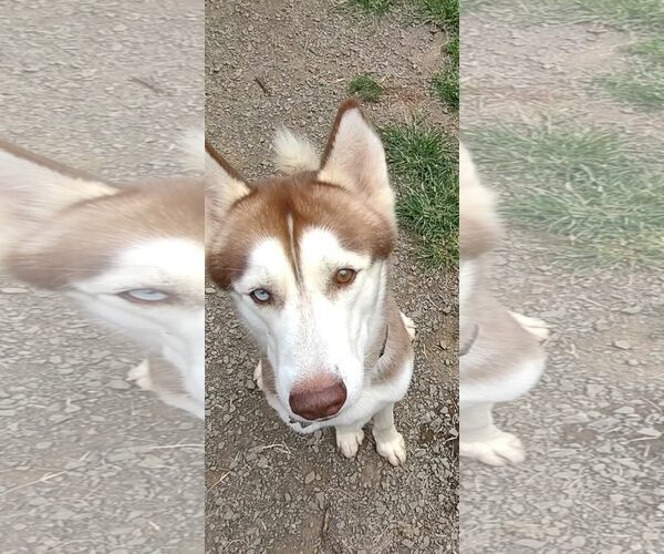 Medium Photo #7 Siberian Husky Puppy For Sale in Uwchlan, PA, USA