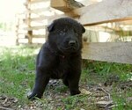 Small Photo #6 German Shepherd Dog Puppy For Sale in SALEM, MO, USA