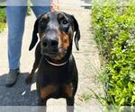 Small Doberman Pinscher