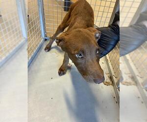 Medium Labrador Retriever Mix
