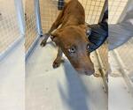 Small Labrador Retriever Mix