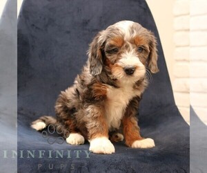 Bernedoodle (Miniature) Puppy for sale in NARVON, PA, USA
