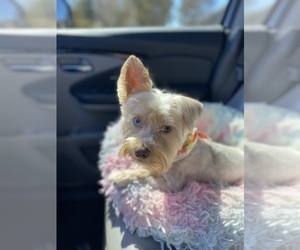 Father of the Yorkshire Terrier puppies born on 08/28/2026