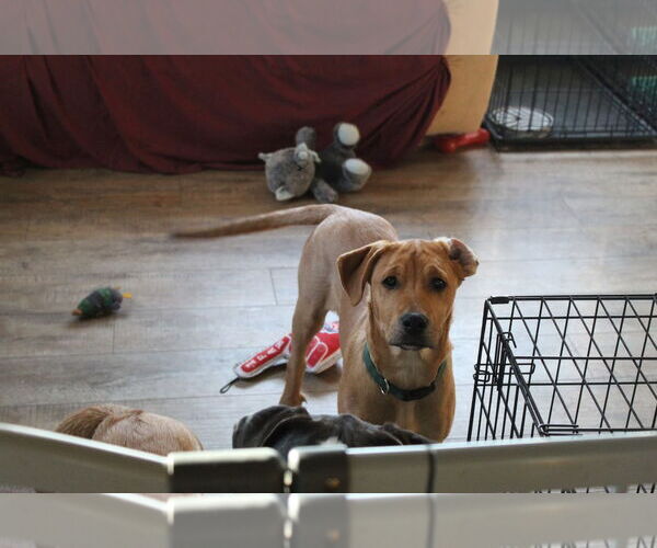 Medium Photo #4 Boxer-Unknown Mix Puppy For Sale in Burnsville, MN, USA