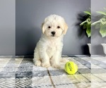 Small #3 Maltipoo