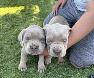 Cane Corso Puppy for sale in ADELANTO, CA, USA