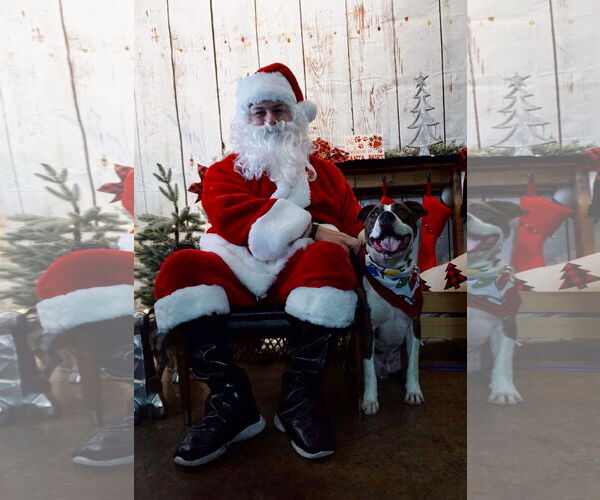 Medium Photo #29 American Pit Bull Terrier-Unknown Mix Puppy For Sale in Germantown, OH, USA