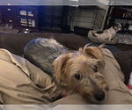 Small Mutt