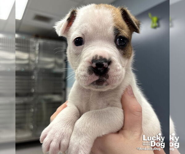Medium Photo #1 Labrador Retriever-Unknown Mix Puppy For Sale in Washington, DC, USA