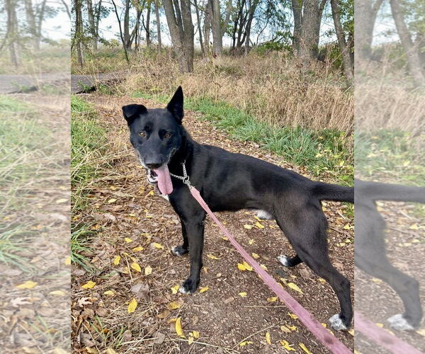 Medium Photo #2 Labrador Retriever-Unknown Mix Puppy For Sale in Williamsburg, IA, USA