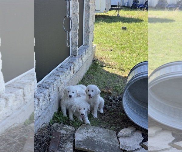 Medium Photo #4 Great Pyrenees Puppy For Sale in CREEDMOOR, TX, USA