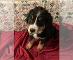 Puppy 4 Bernese Mountain Dog