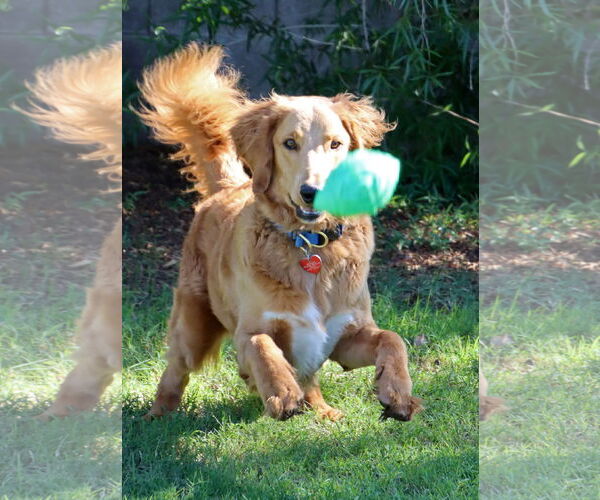 Medium Photo #3 Goldendoodle Puppy For Sale in Glendale , AZ, USA