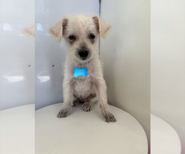 Medium Photo #7 Mutt Puppy For Sale in Studio City, CA, USA