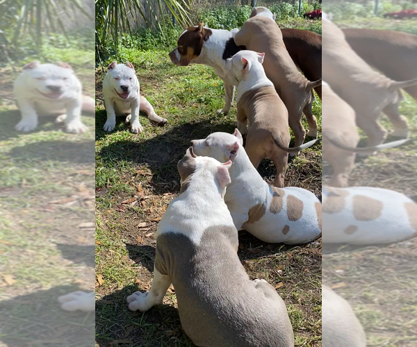 Medium Photo #18 American Bully Puppy For Sale in JACKSONVILLE, FL, USA