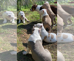Small Photo #18 American Bully Puppy For Sale in JACKSONVILLE, FL, USA