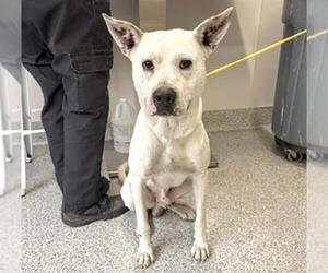 Mutt Dogs for adoption in Houston, TX, USA