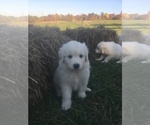 Small Photo #11 Maremma Sheepdog Puppy For Sale in CONNEAUT, OH, USA