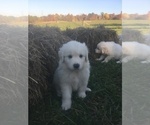 Small #10 Maremma Sheepdog