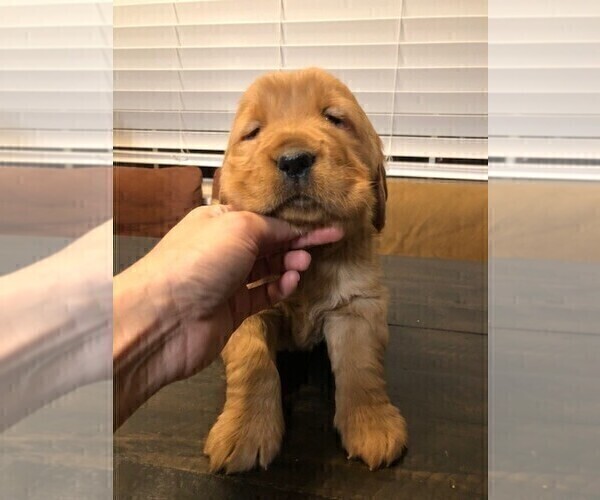 Medium Photo #2 Golden Retriever Puppy For Sale in SACRAMENTO, CA, USA