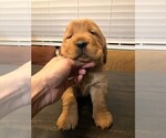 Small Photo #2 Golden Retriever Puppy For Sale in SACRAMENTO, CA, USA