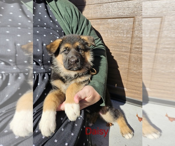 Medium Photo #1 German Shepherd Dog Puppy For Sale in MANHEIM, PA, USA