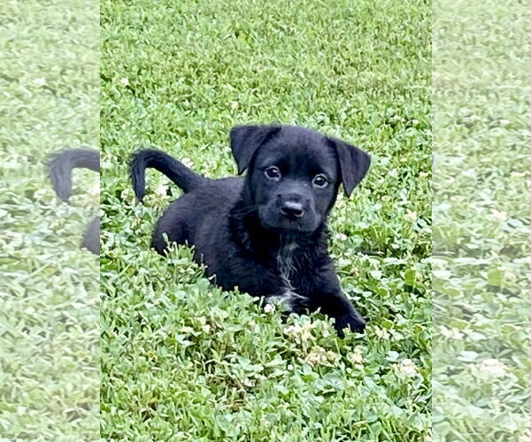 Medium Photo #7 Labrador Retriever-Unknown Mix Puppy For Sale in Hillsboro, MO, USA