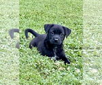 Small Photo #7 Labrador Retriever-Unknown Mix Puppy For Sale in Hillsboro, MO, USA