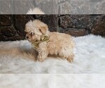 Small Photo #6 Maltipoo Puppy For Sale in PEMBROKE PINES, FL, USA