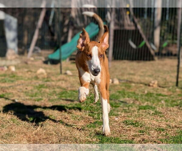 Medium Photo #5 Mutt Puppy For Sale in Roxboro, NC, USA