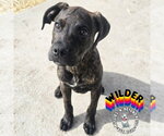 Small #18 Boxer-German Wirehaired Pointer Mix